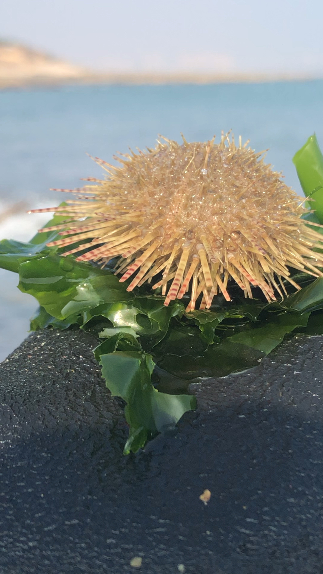 赶海收获的海胆