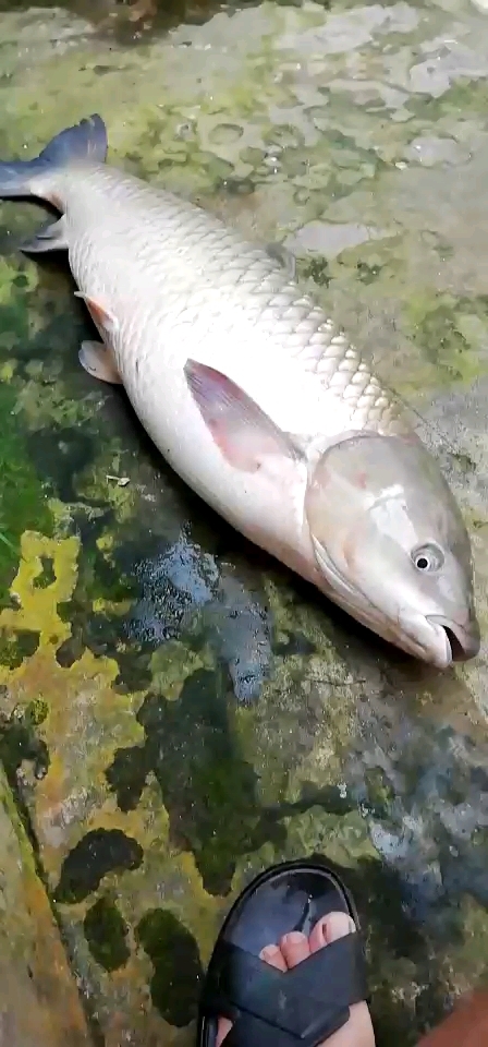 十年当中见过最大的草鱼,三十二斤