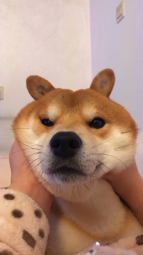 我家萌宠成精了#养只柴犬可以玩一天#逗比