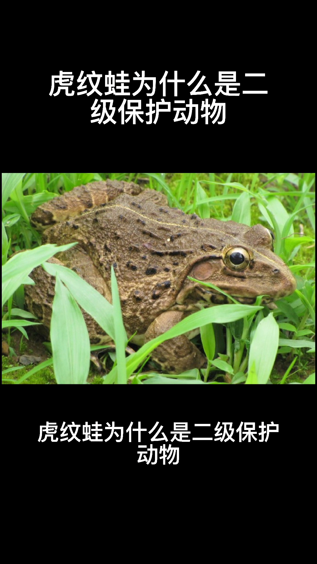 虎纹蛙为什么是二级保护动物