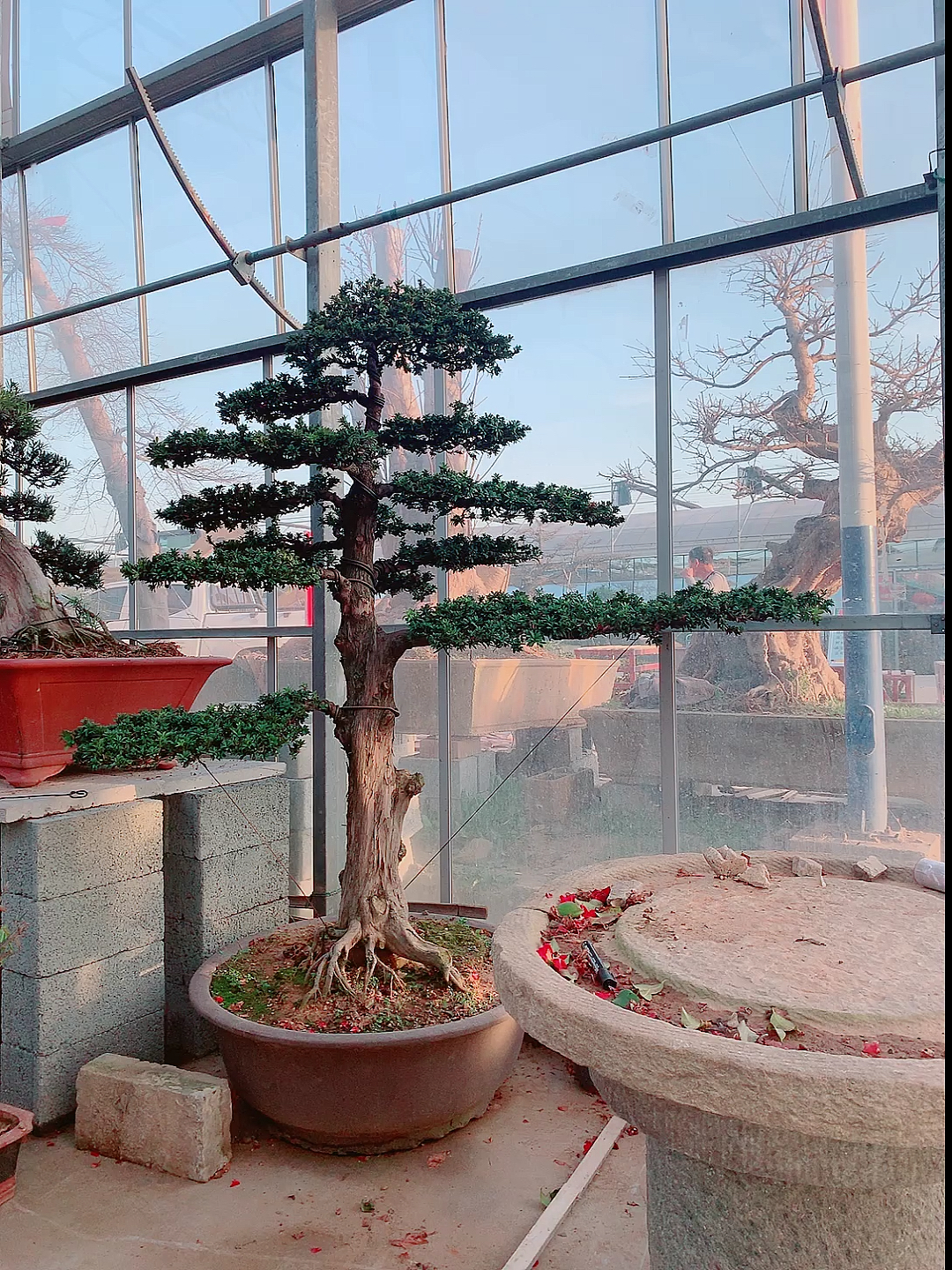 千奇百怪盆景桩#适合庭院地栽造型珍珠罗汉松