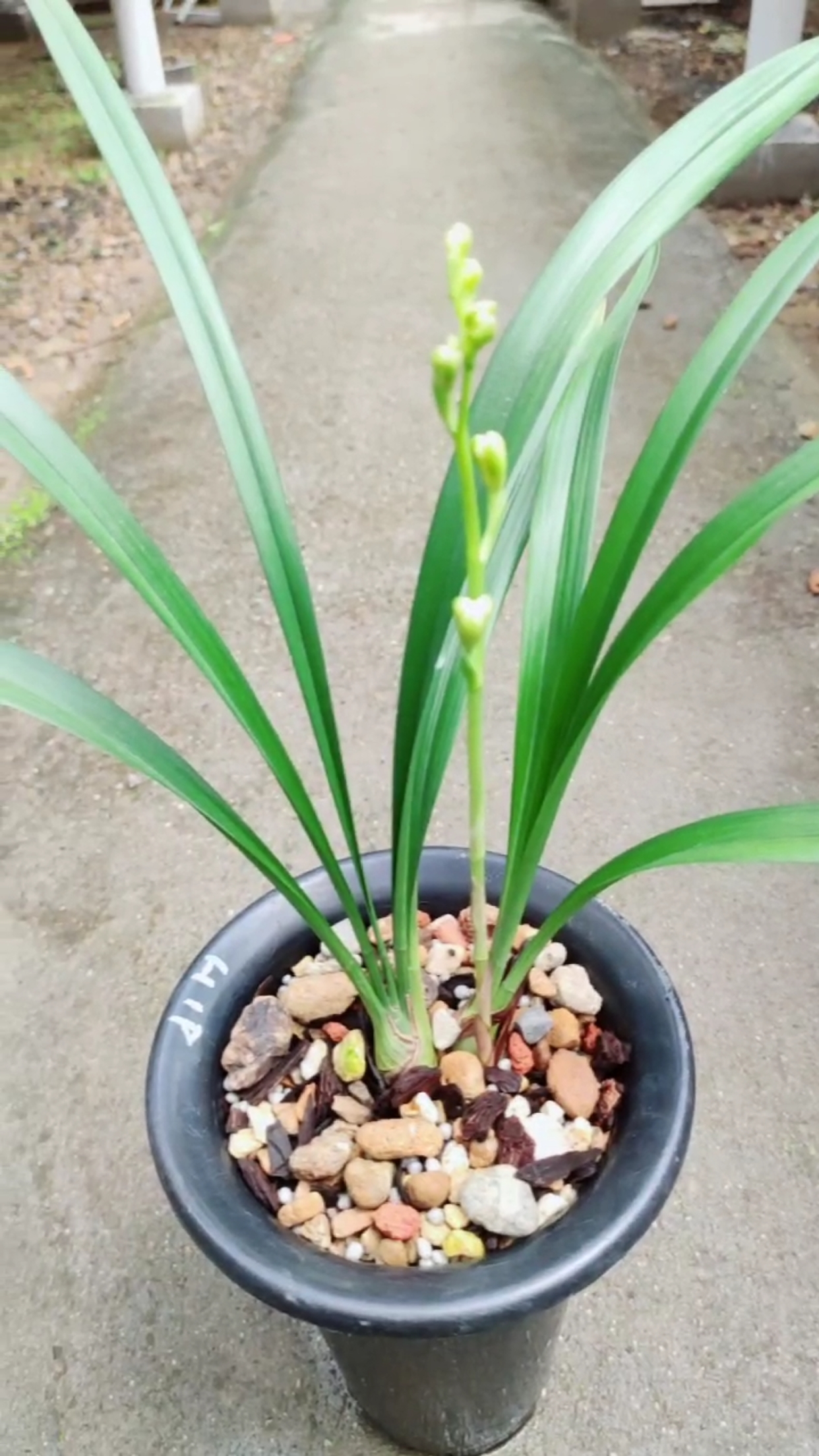 建兰黄一品来花苞了喜欢的朋友双击加关注