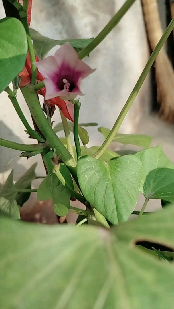 我的私藏景点#我精心养的红薯花终于开花了