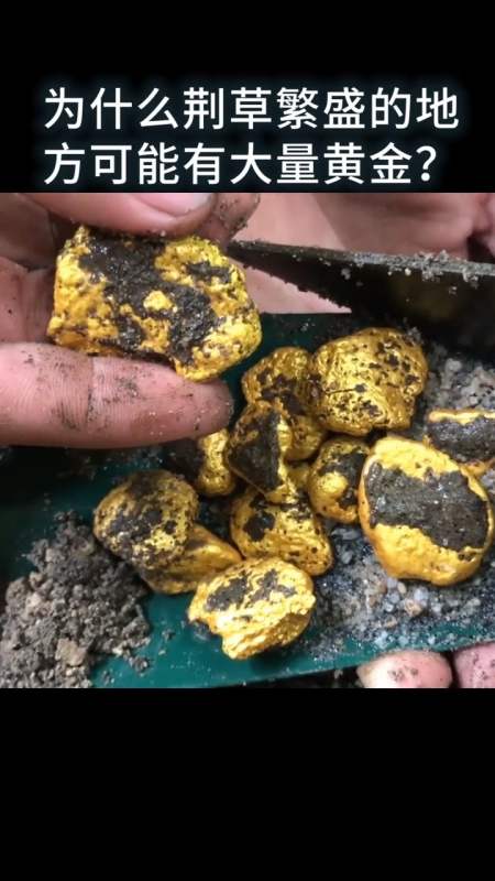 科普#为什么荆草繁盛的地方可能有大量黄金?-全民小视频