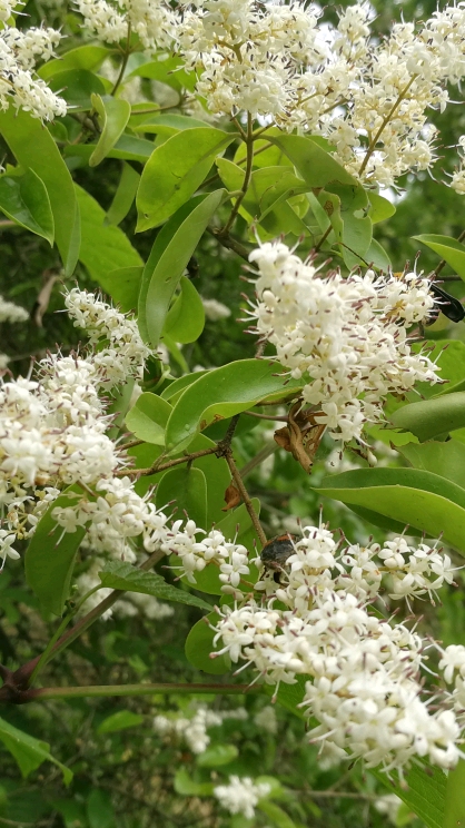 女人树叫女贞,女贞子!