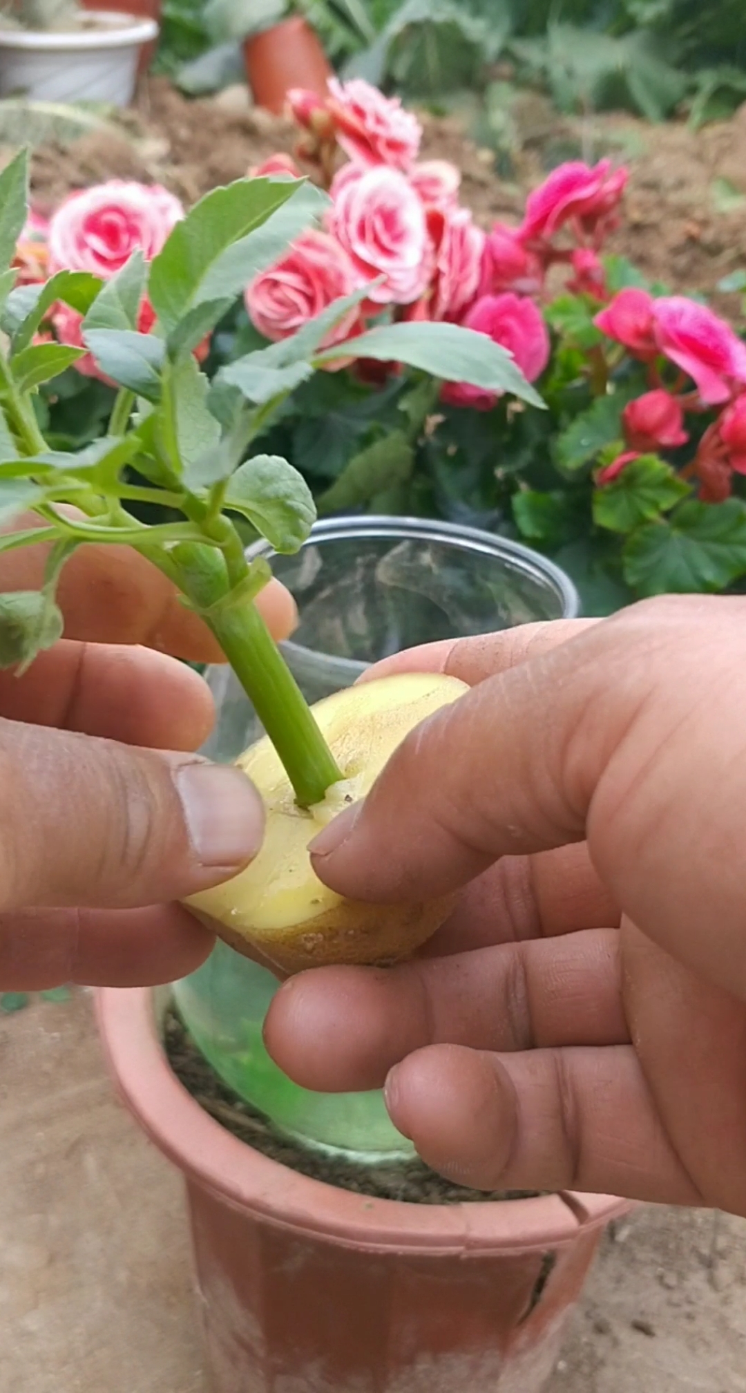 最潮劳动者#扦插玻璃海棠技术,这样成活率百分之一百,学会发财了