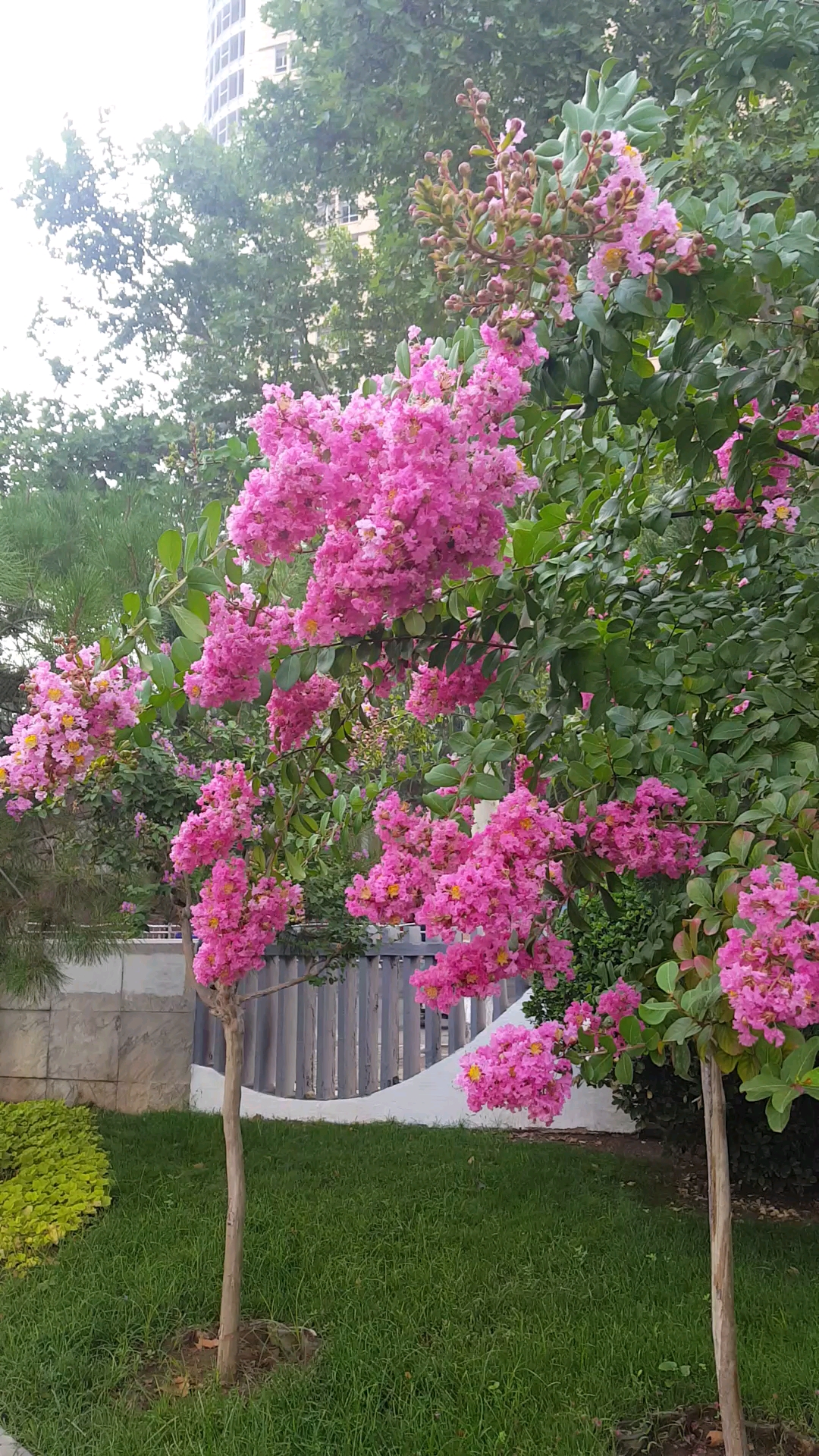 夏日旅行目的地#漂亮的一片粉红花树