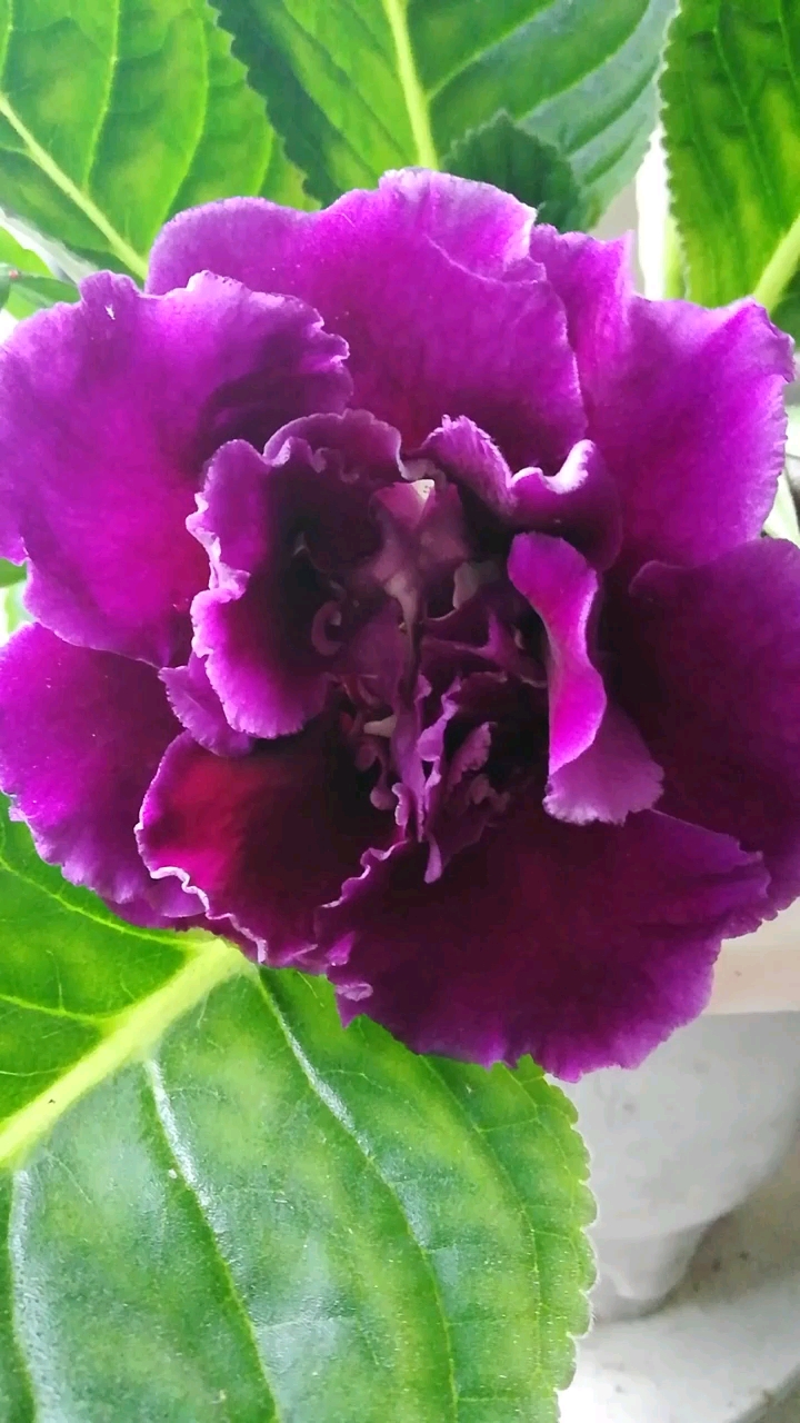 荷兰菊紫芙蓉图片