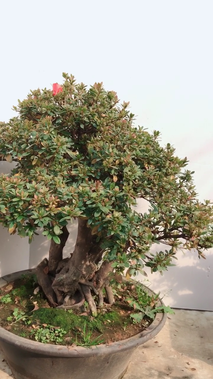 水边红老桩杜鹃