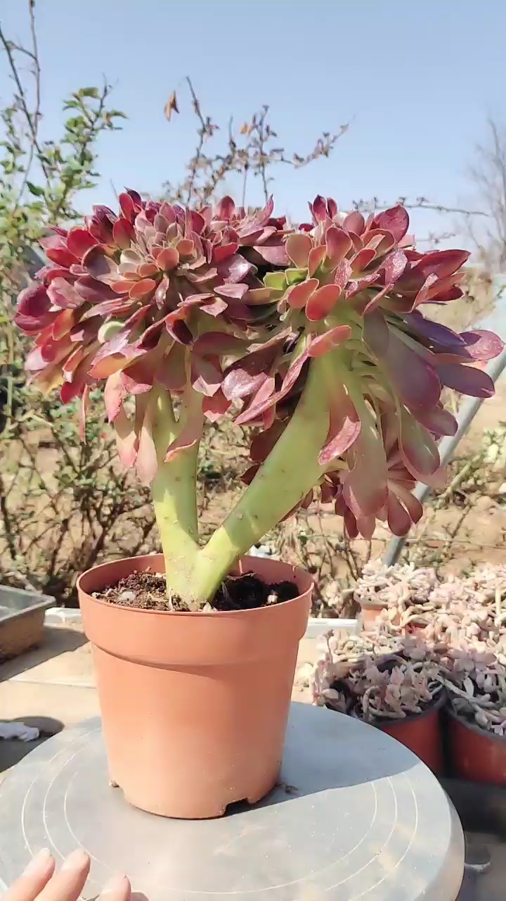 法师缀化～朵朵缀,非常漂亮