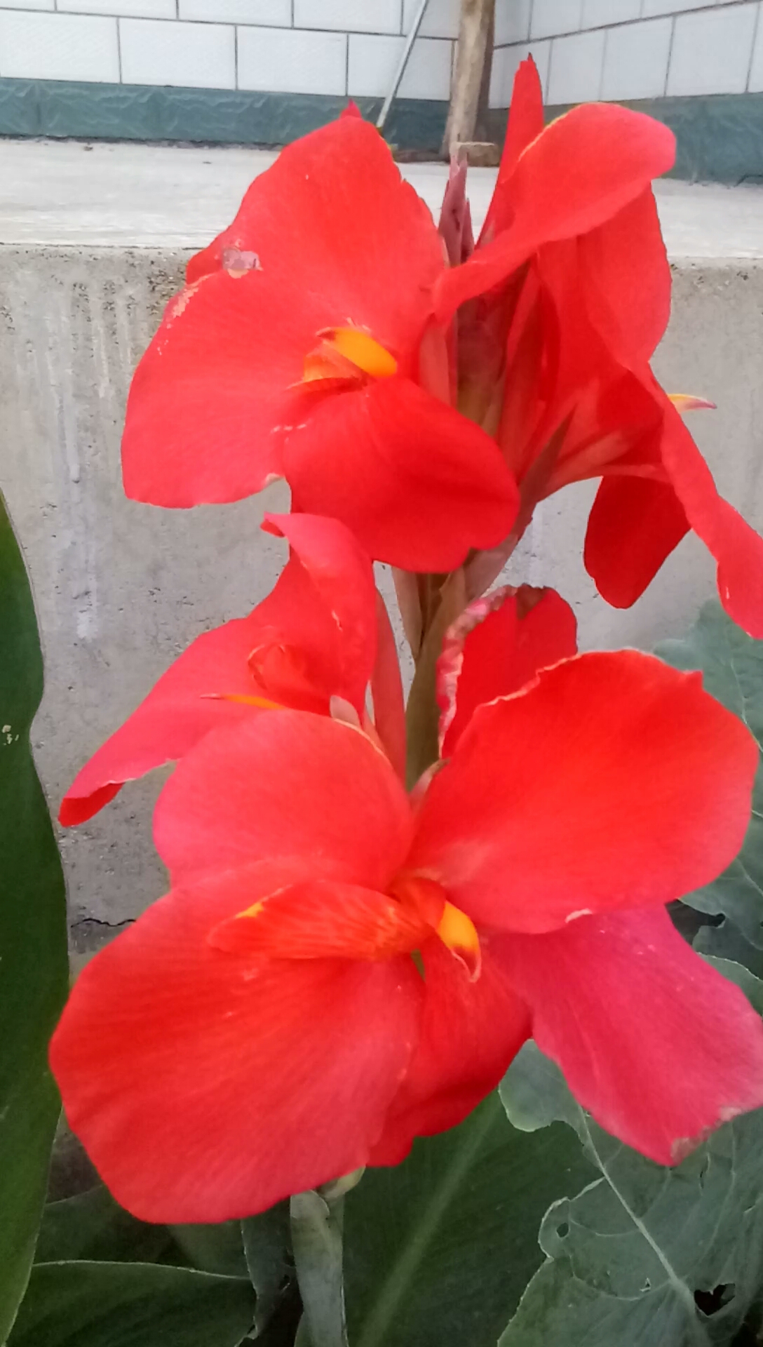 火红的美人骄我的最爱