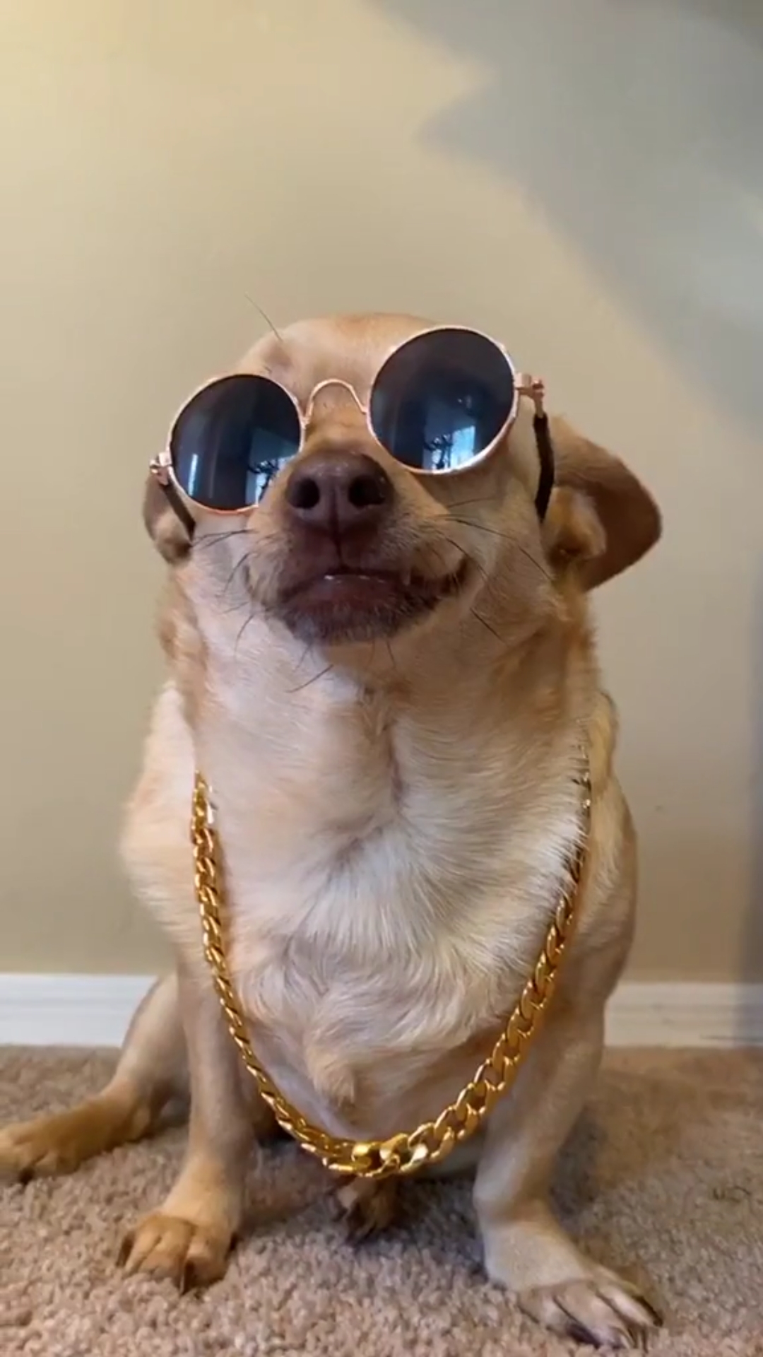 土豪的世界#豪,狗