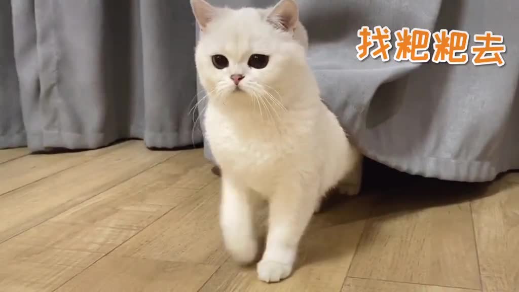 晚晚猫咪图片