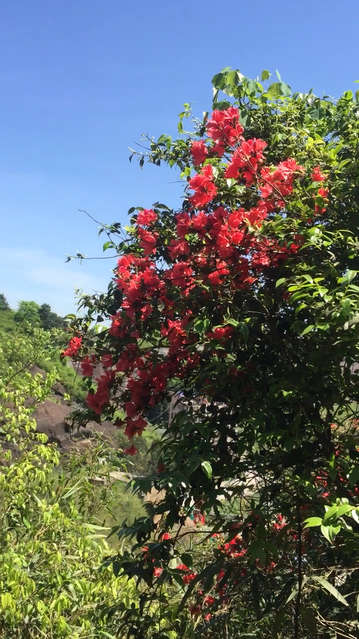 山上的山茶花好漂亮