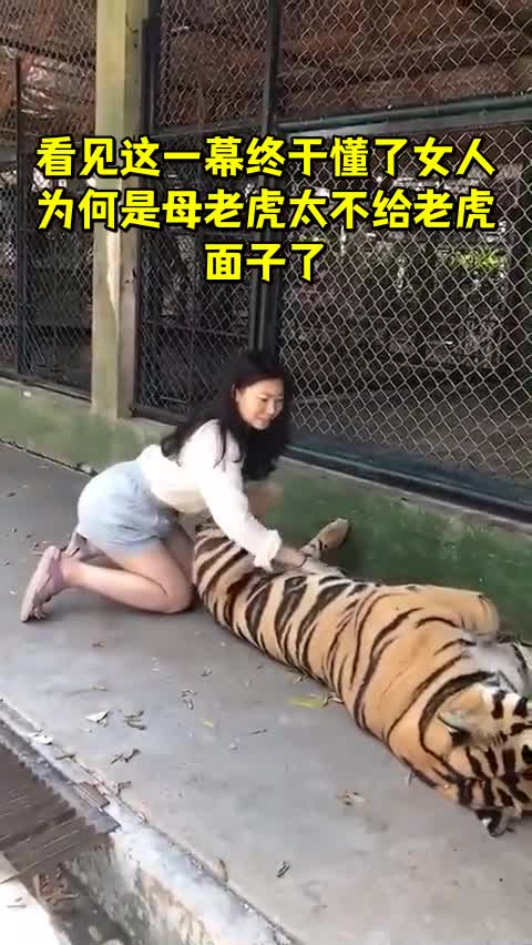 看见这一幕终于懂了女人为何是母老虎太不给老虎面子了