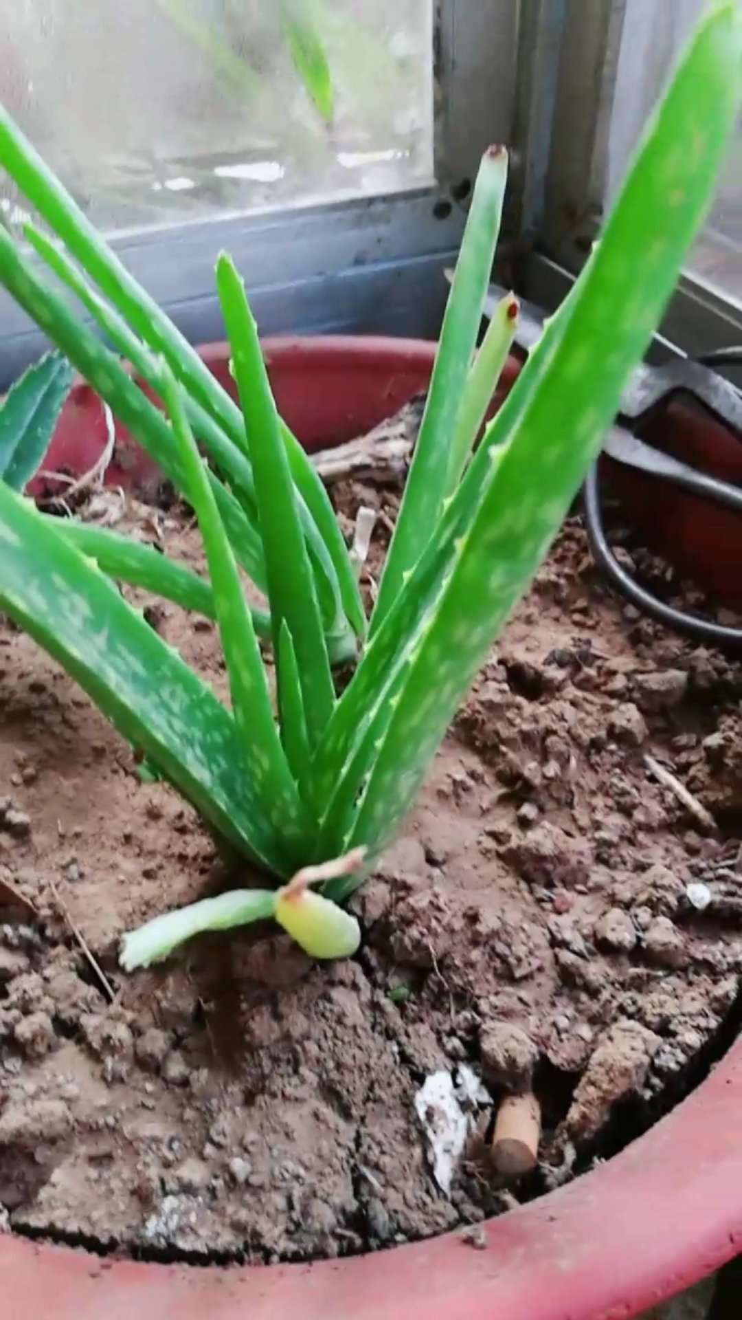 前几天移栽的芦荟