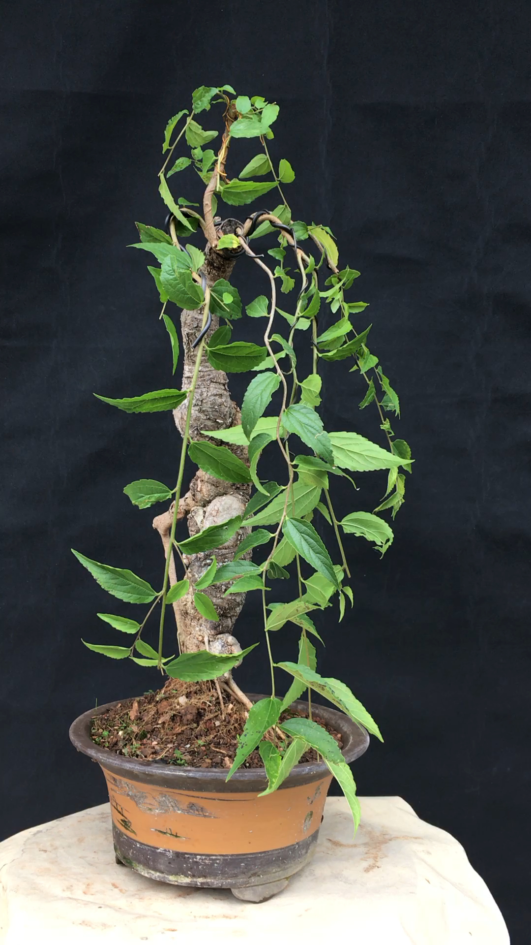 高山流水相思树