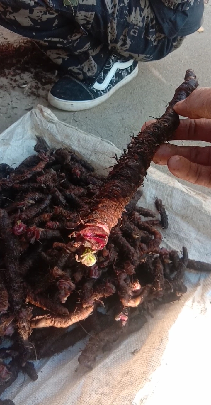 铁面无私包青天#蚂蝗七,超大号.