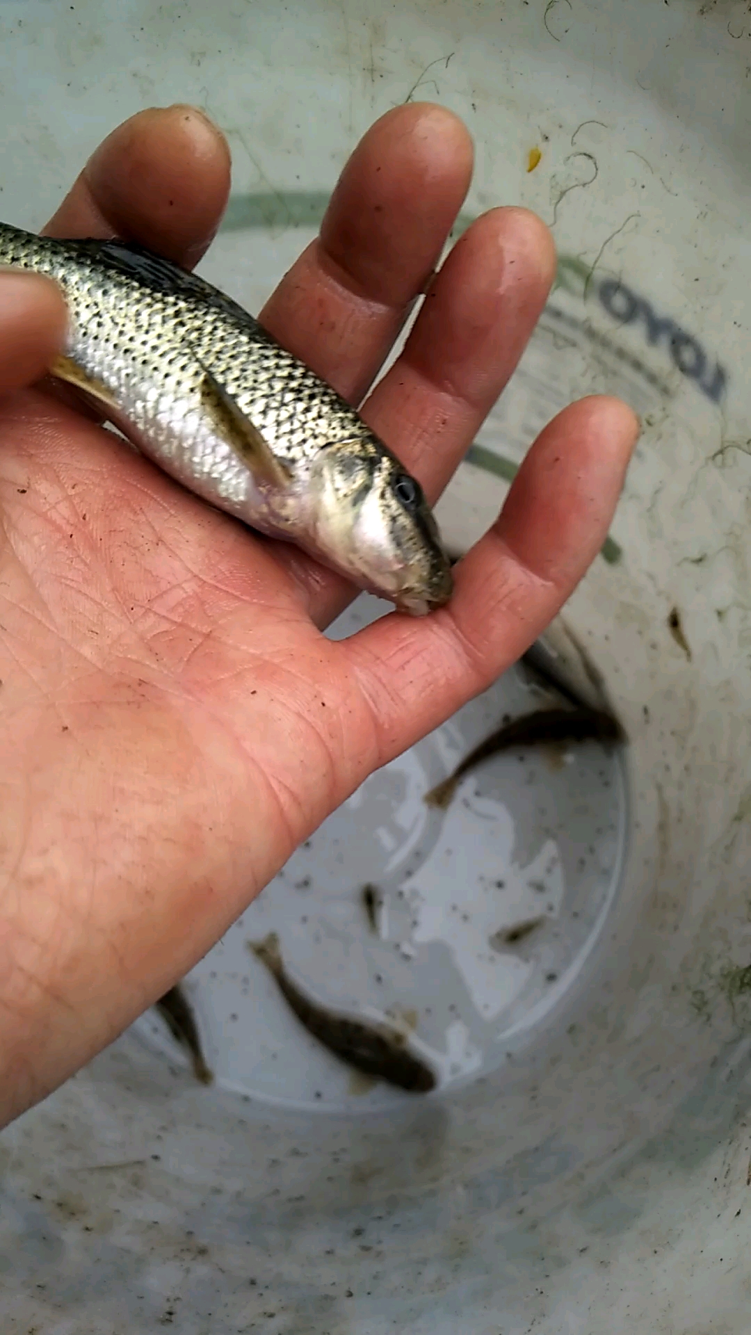 个头比较大的七星麻鱼