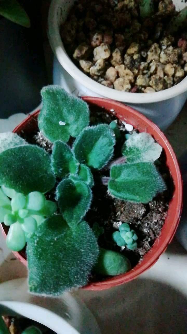 音为有你#叶插的非洲堇苗长得不错