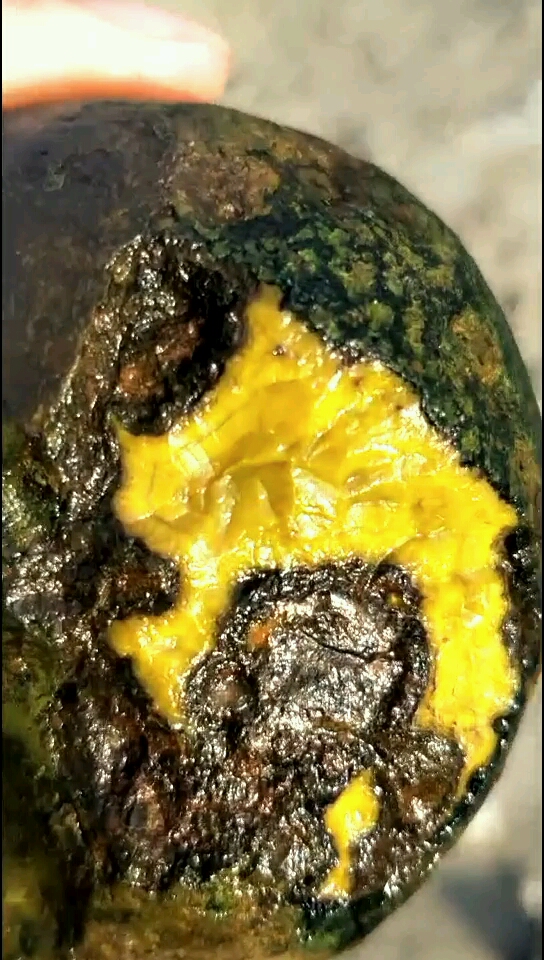 这大黄蛋子有料