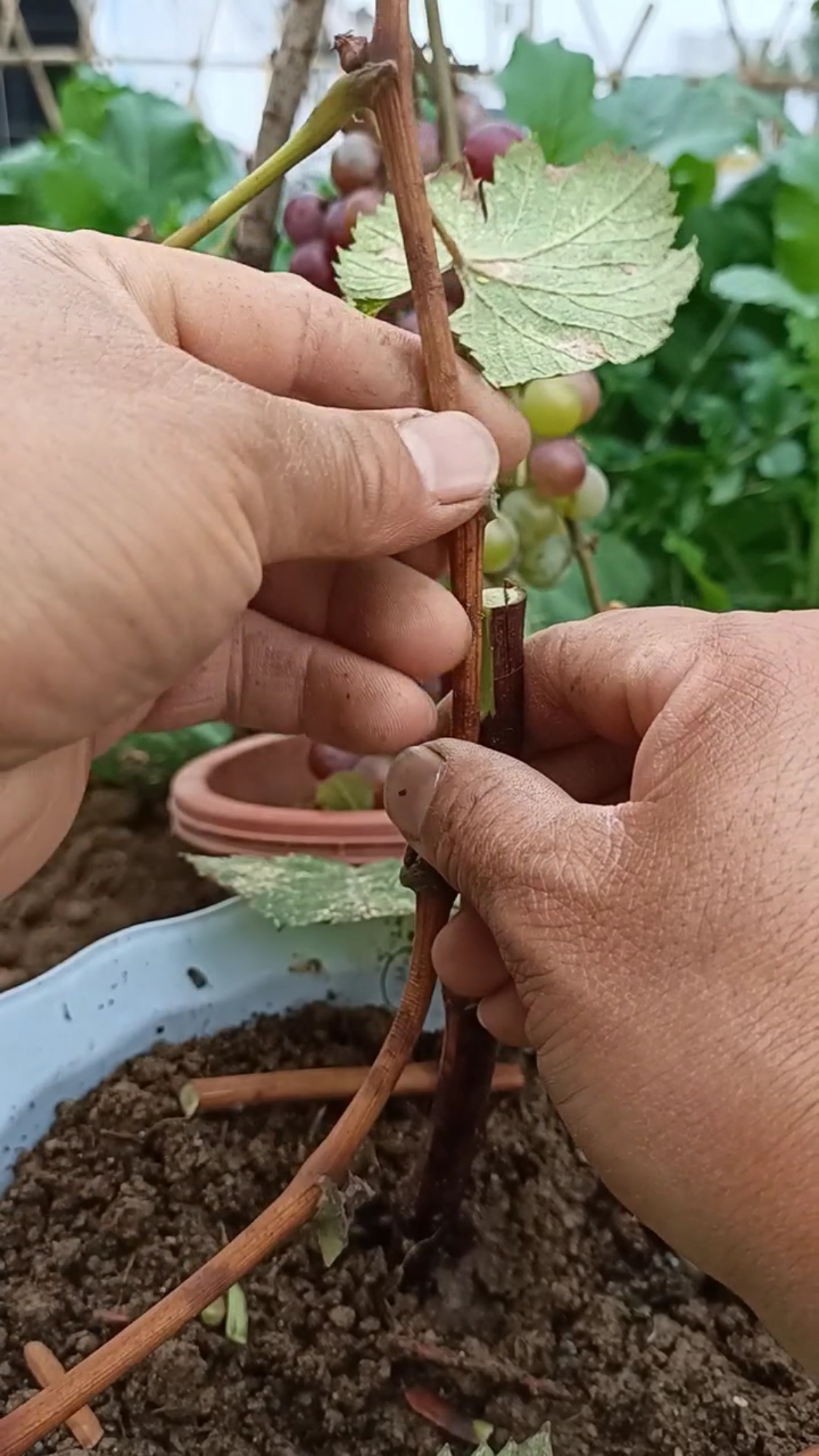 嫁接高手#靠接葡萄技术,成活率百分之百
