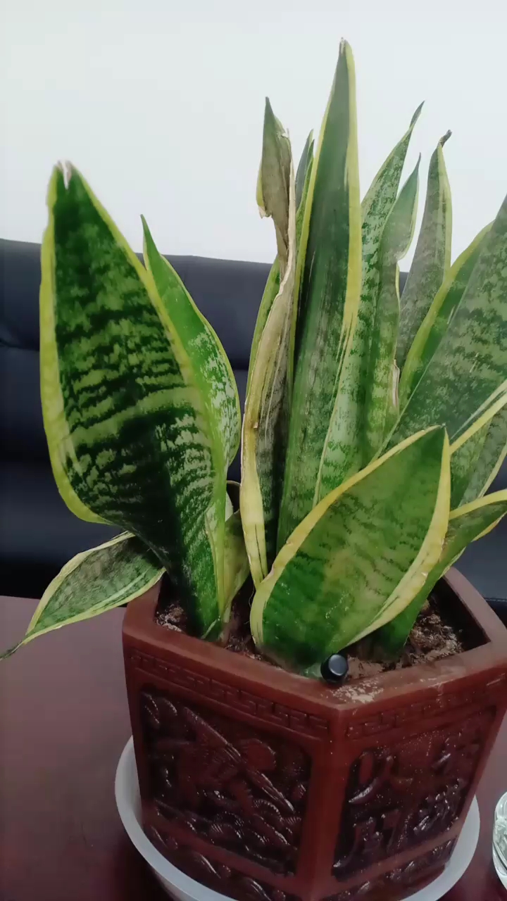 虎舌兰长的太茂盛了