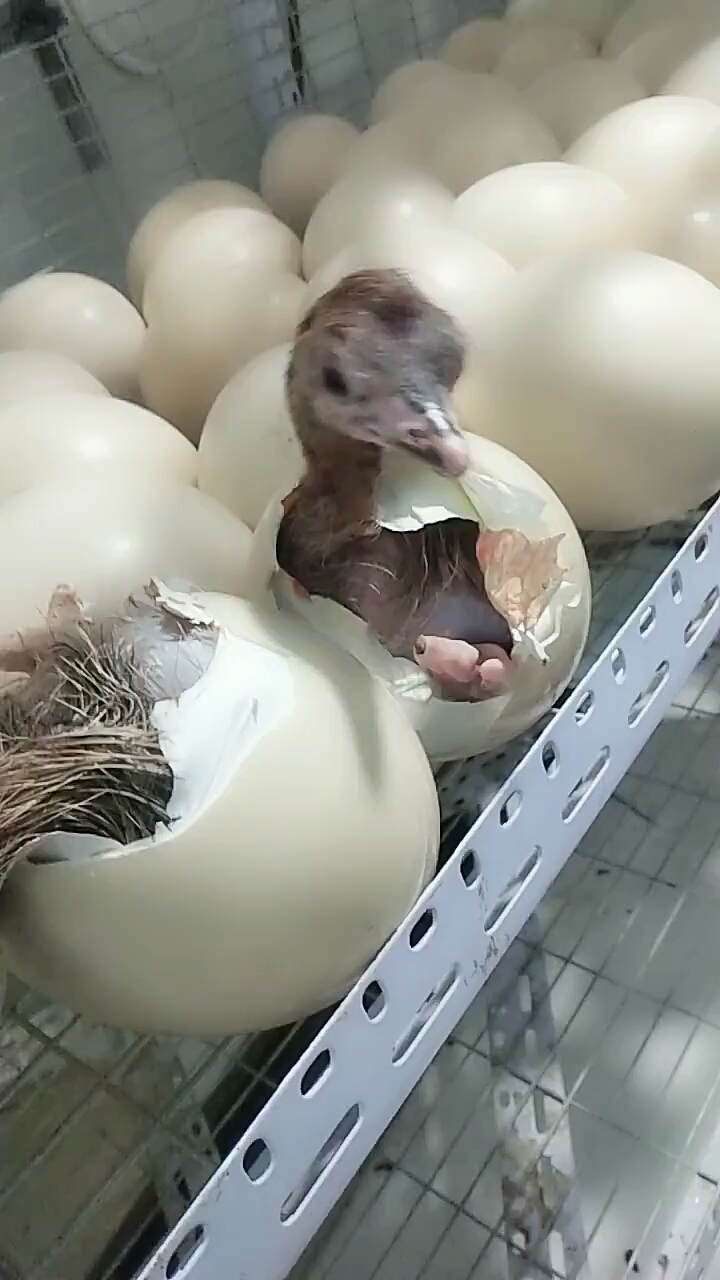 鸵鸟破壳而出,见证生命诞生的那一刻.