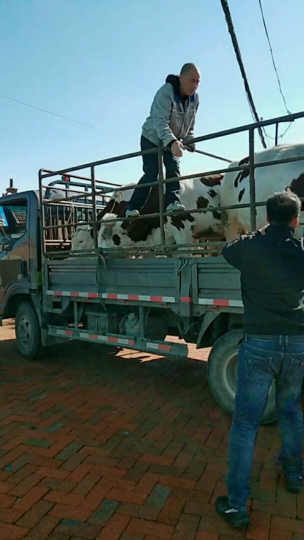 卖牛装车,还挺舍不得!