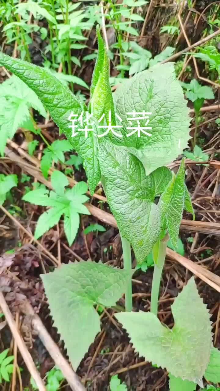 你都吃过吗