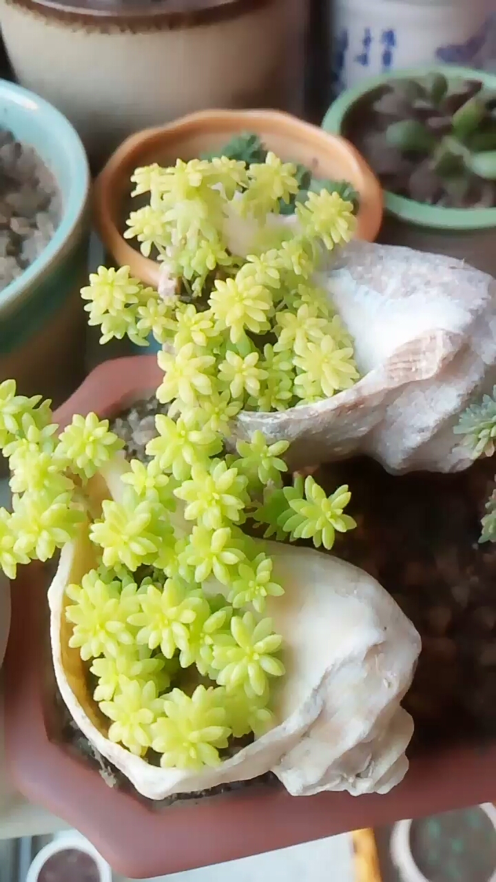 海螺壳里的黄金万年草美美哒