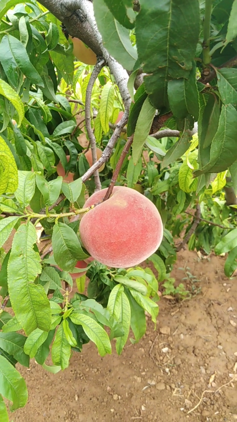 夏天就要吃水果#肥城大桃
