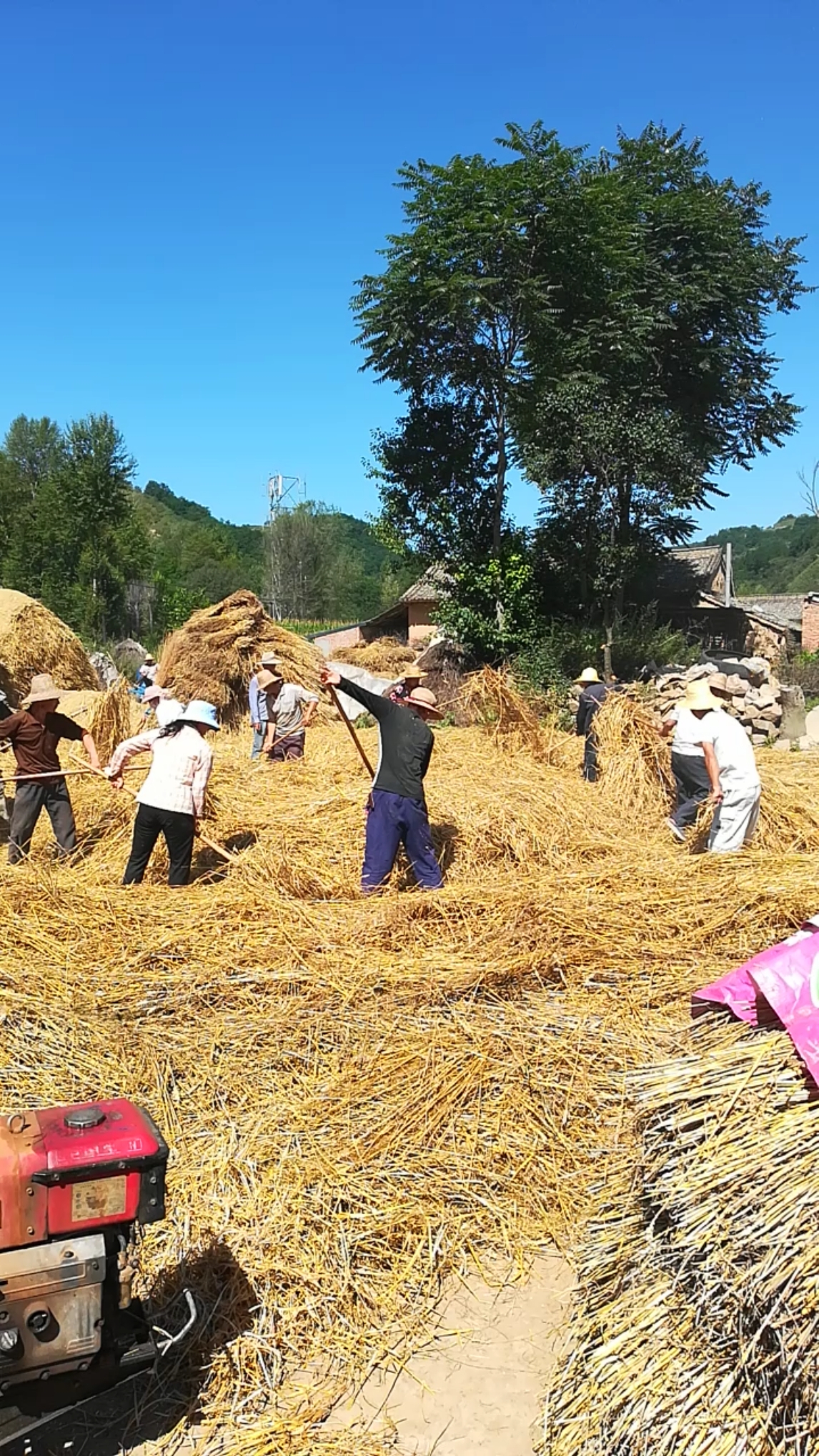 大西北甘肃天水农村,这样收麦子的越来越少了,虽然辛苦但是很热闹,你