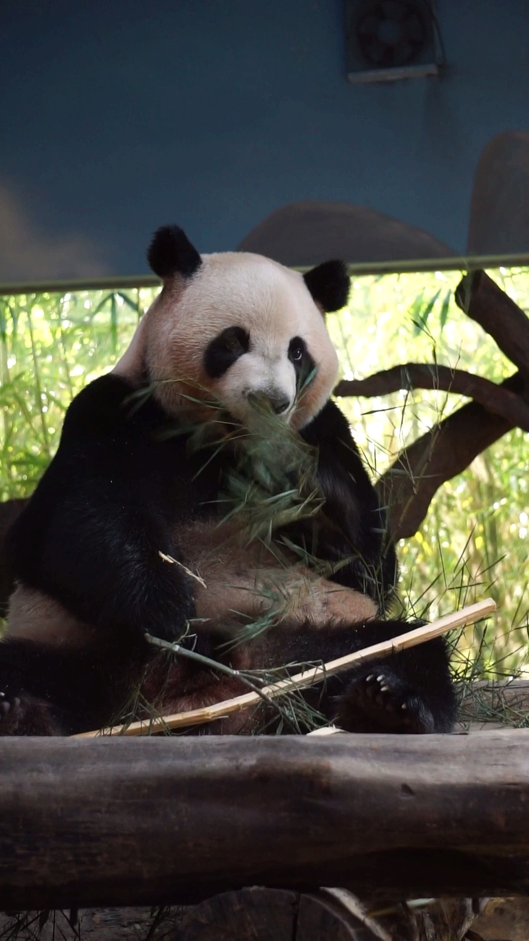 大熊猫酷酷#这竹叶好细哦