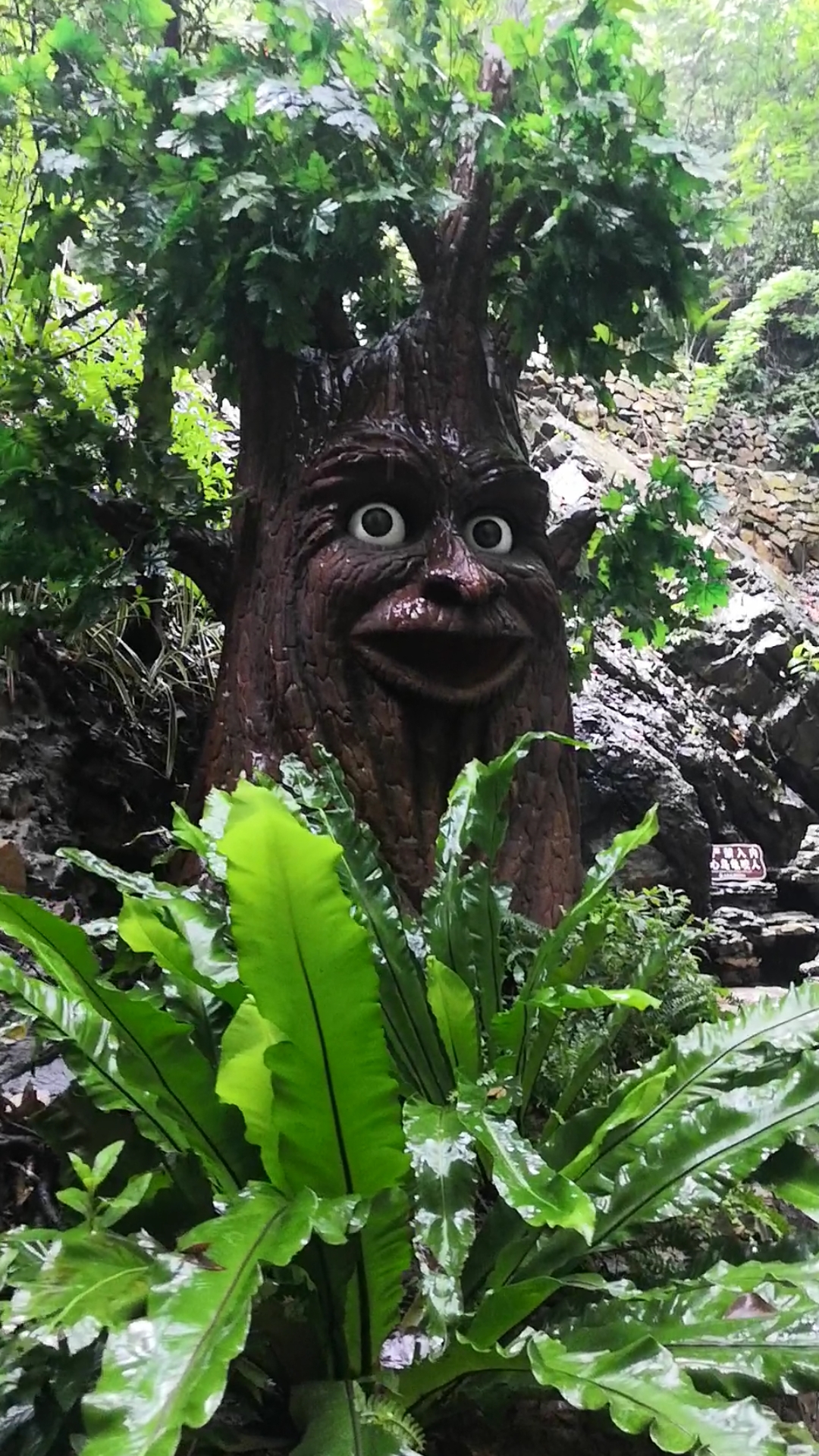 避暑好去处#见过会动的树吗?