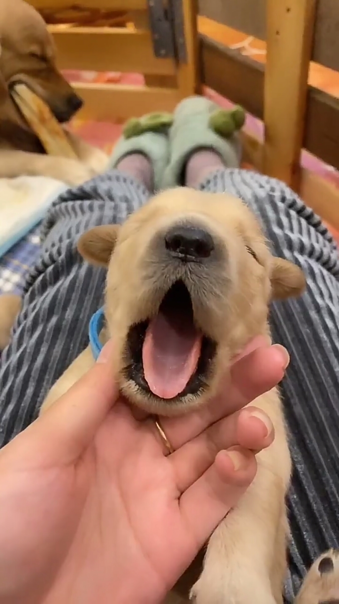 第一个睁眼睛的小奶狗