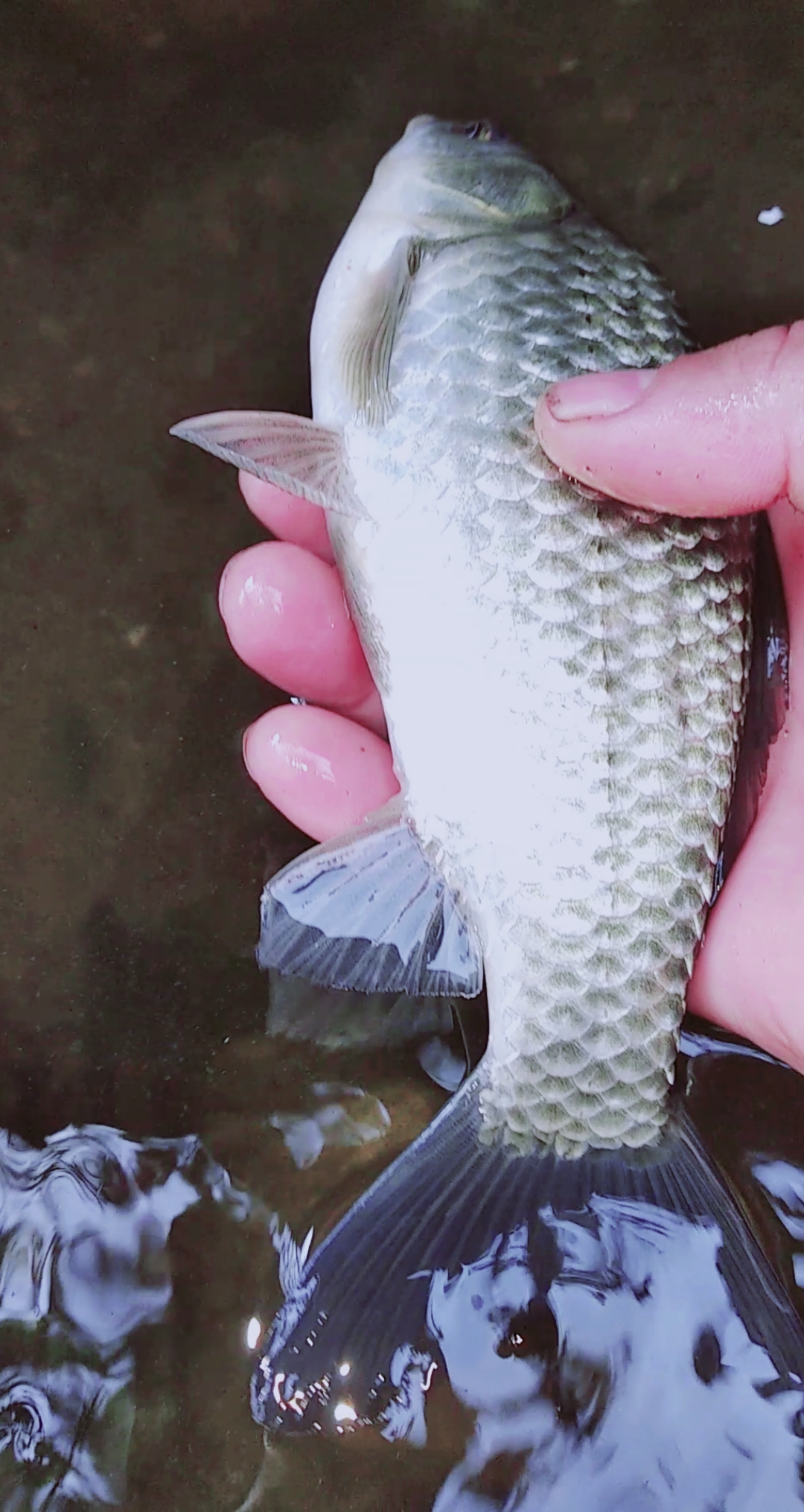 小河裡,野釣這大的鯽魚!還不錯!