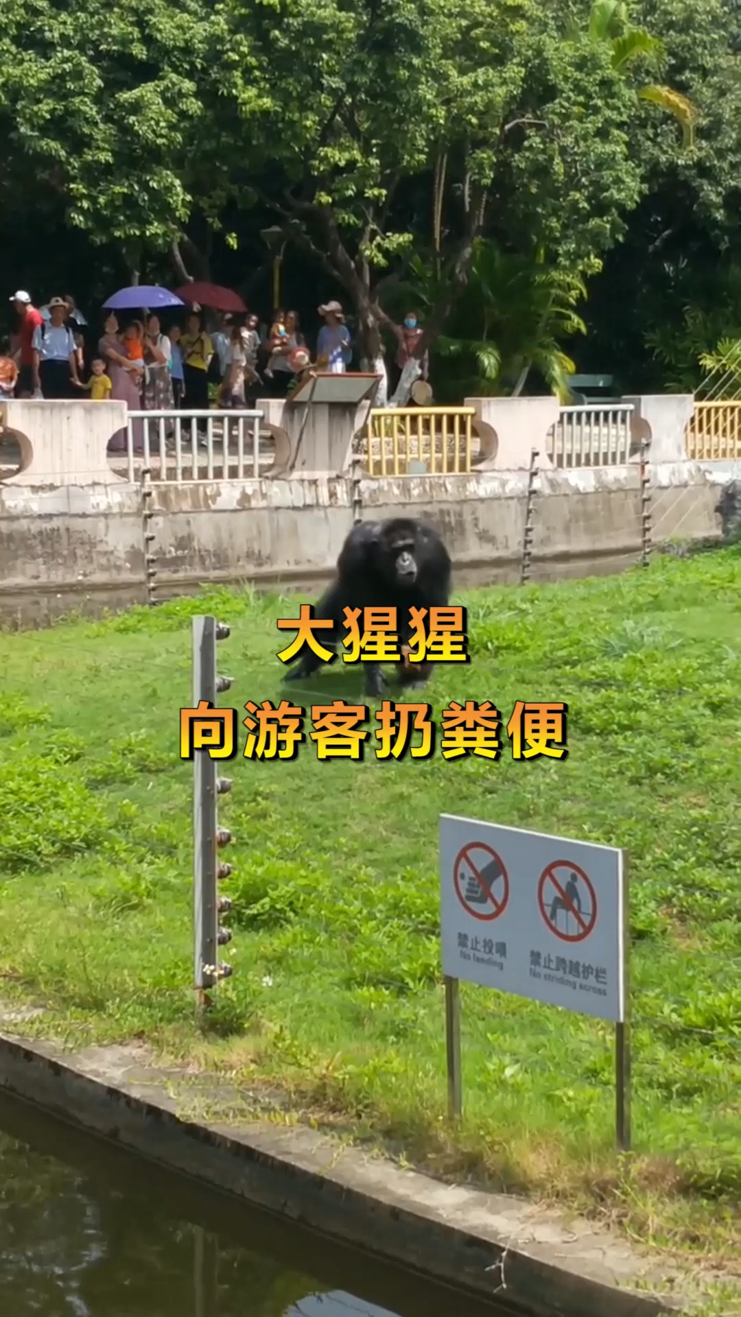 奇趣#大猩猩有多嚣张,一言不合就扔大便,正好砸在游客脸上!