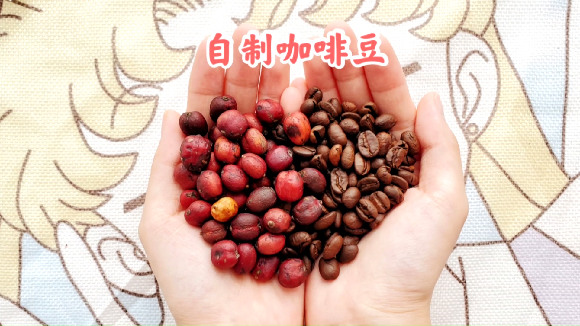 自制美食#等待4个月,耗时10天,我终于做出了咖啡豆!