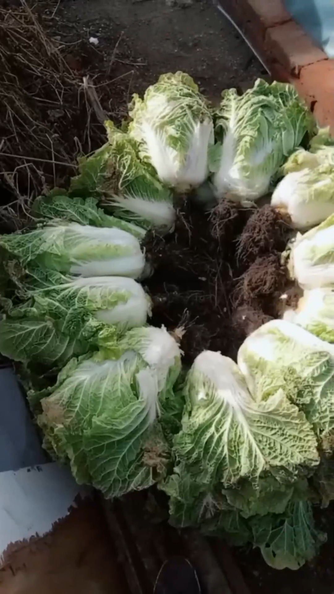 家里种的大白菜,个头看着就是带劲,你觉得怎么样