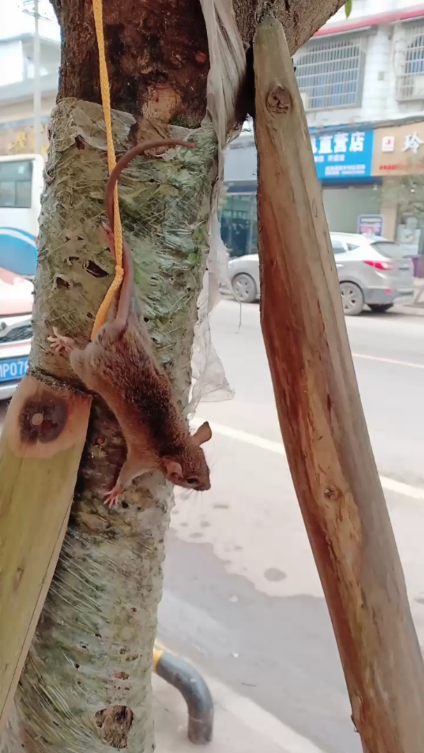 都成精了,可恶的耗子,你们看看,到处乱偷东西吃!