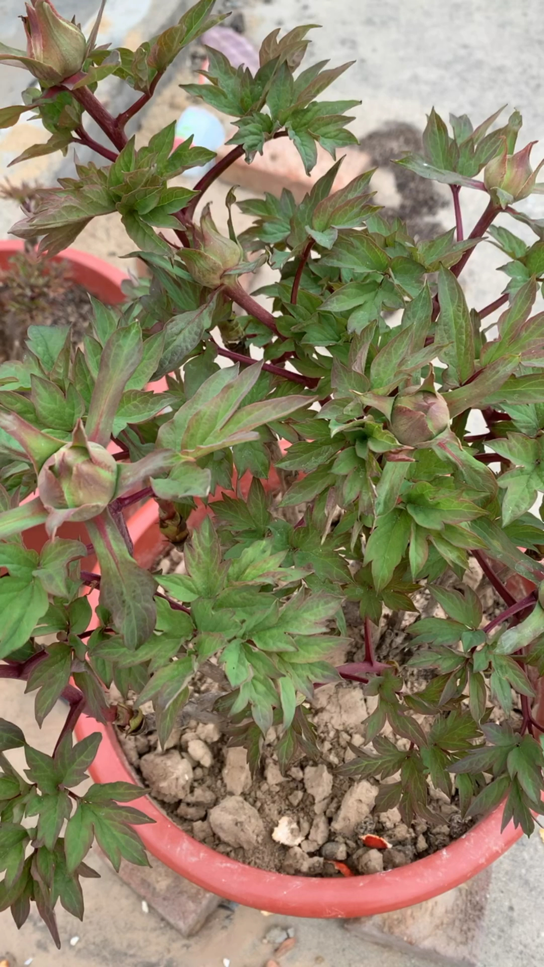 全民三农合伙人#牡丹垂头不会死