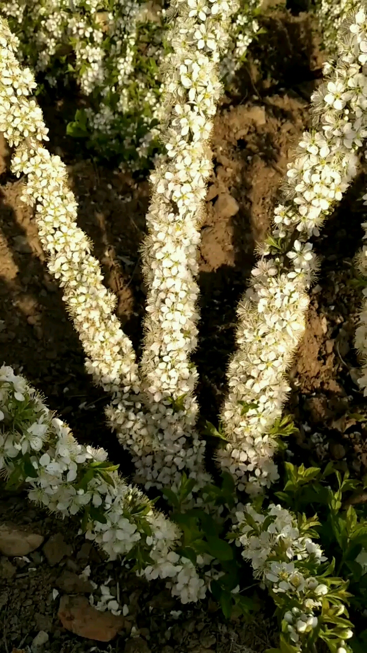 钙果(欧李)花!你见过吗?