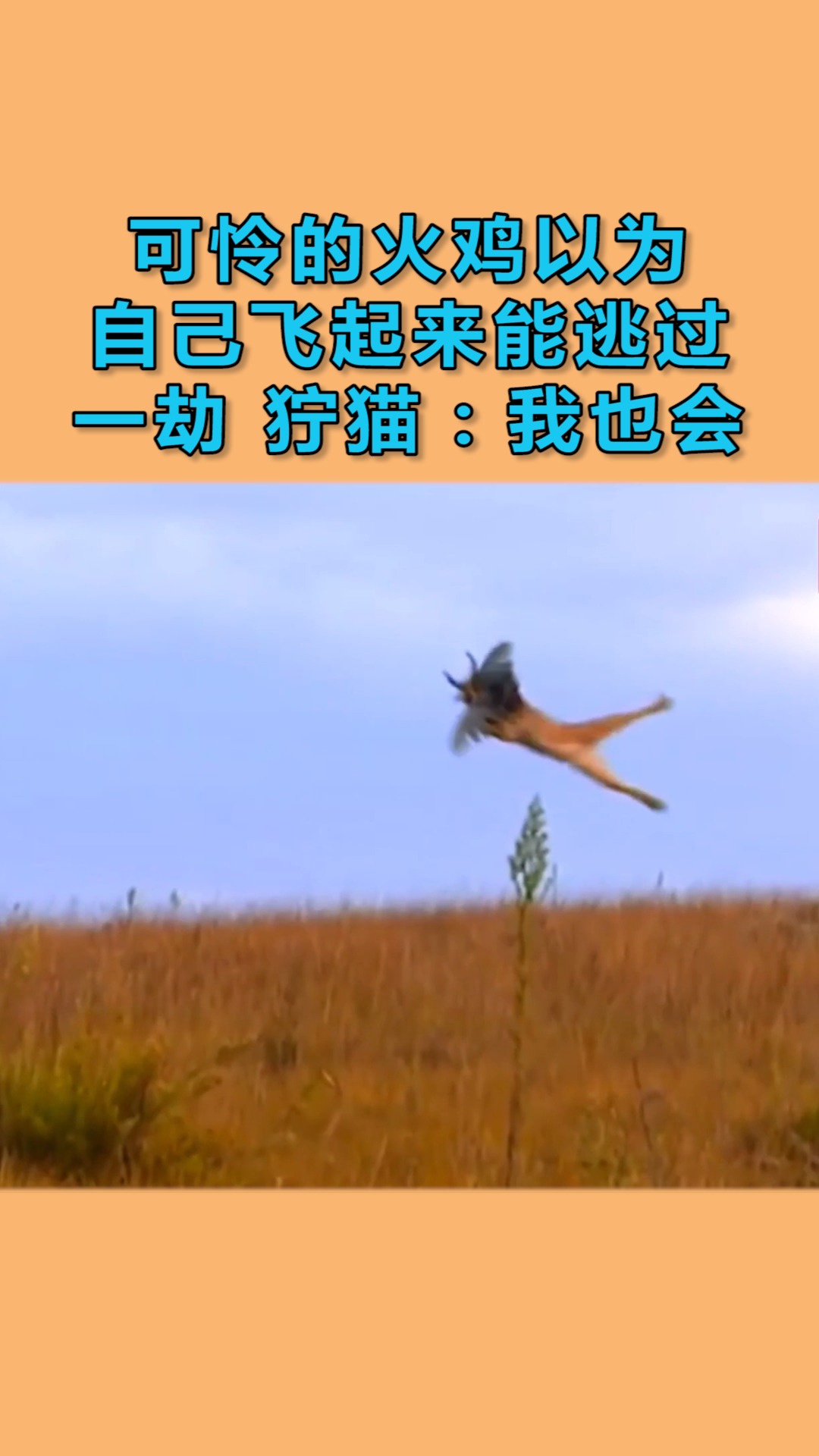 动物世界#可怜的火鸡以为飞起来能逃过一劫,狞猫表示我也会飞!