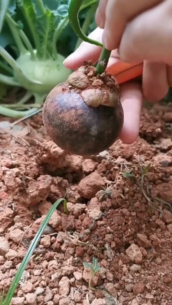 第一次见到山竹从土里拔出来,原来山竹是长在地下的啊