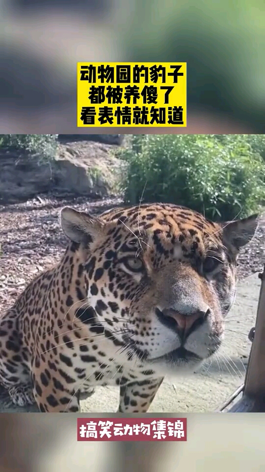 动物园的豹子,都被养傻了,看表情就知道