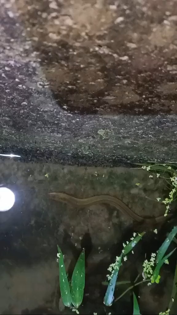 夜钓鳝鱼,超级爽的那种哦.