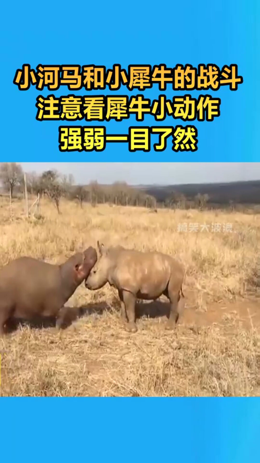 小河马和小犀牛的战斗,注意看犀牛小动作,强弱一目了然