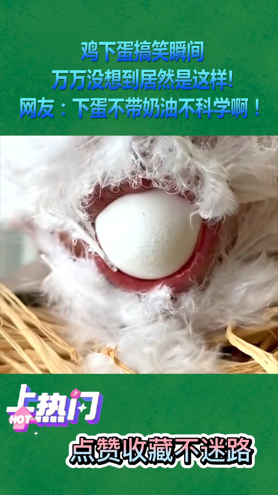 我要上热门#鸡下蛋搞笑瞬间!万万没想到居然是这样!