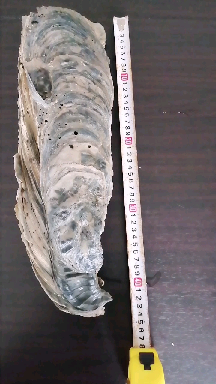 有谁见过这么大的生蚝化石